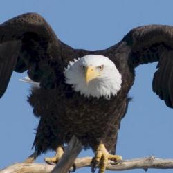 Forex eagle android