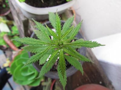 Image result for herb weed